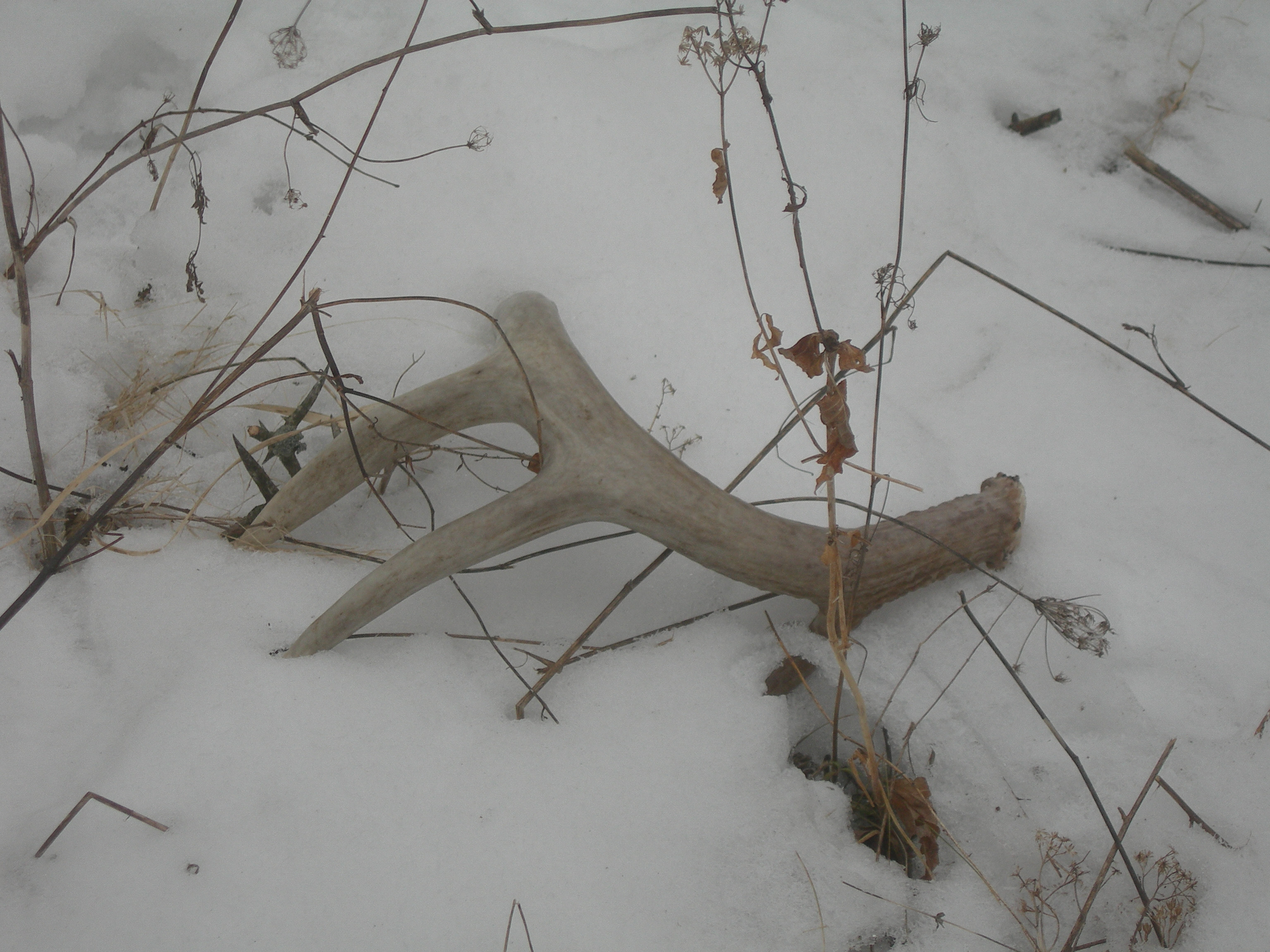 Deer/2008_shed_00000126.jpg