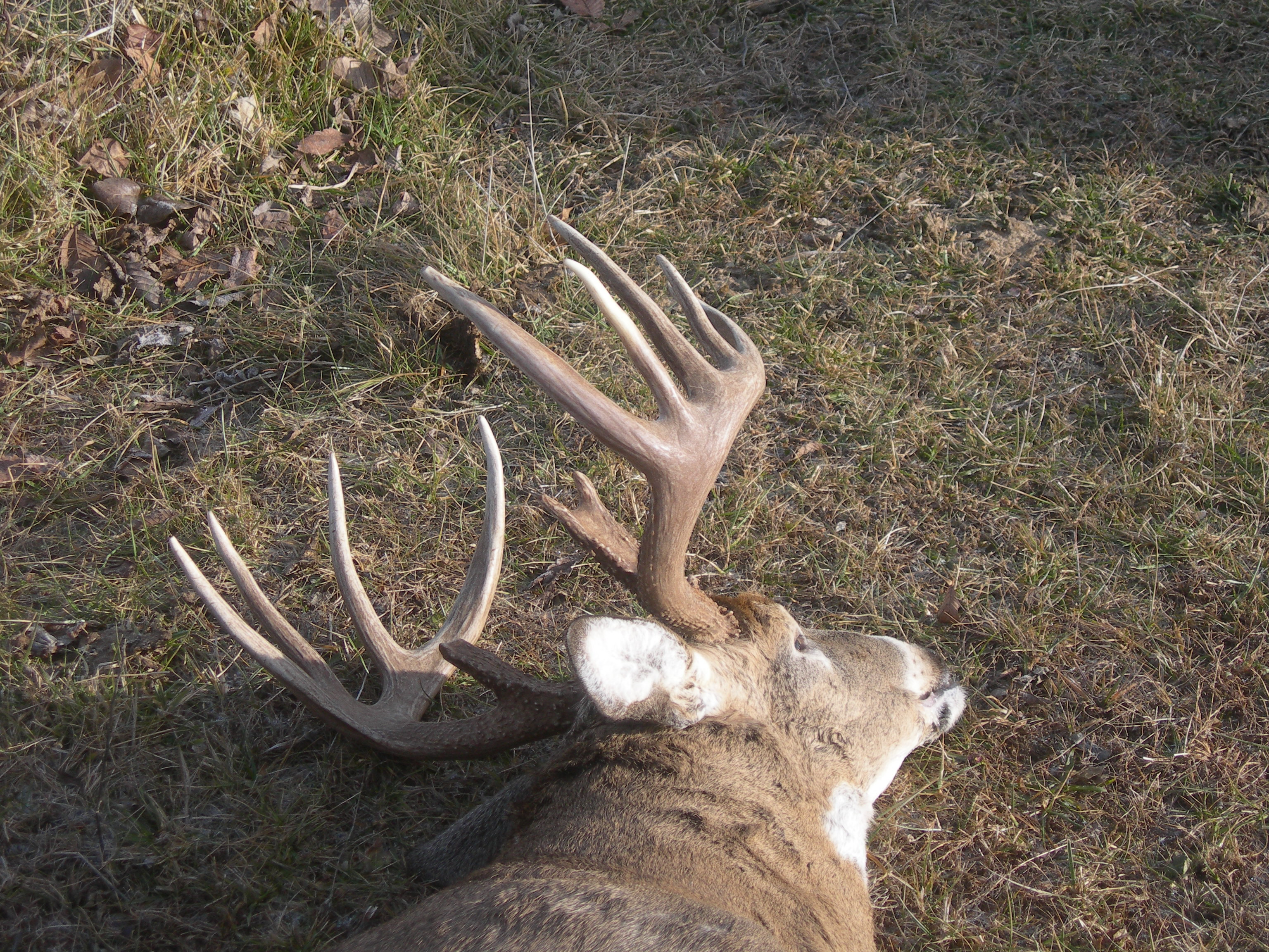 Deer/Gun_mid_160s_score_00000071.jpg