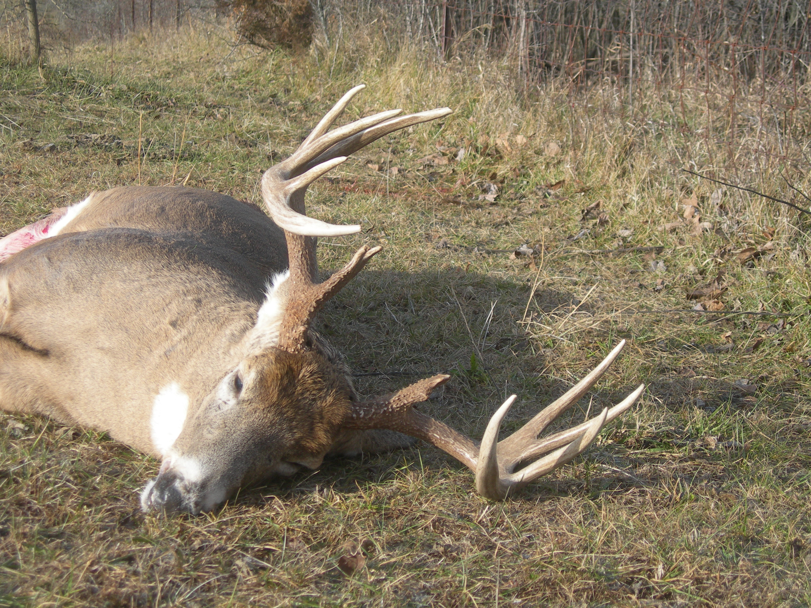 Deer/Gun_mid_160s_score_00000071.jpg