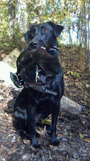 Kennel/Winters_Wood_Duck_9-23-12.jpg